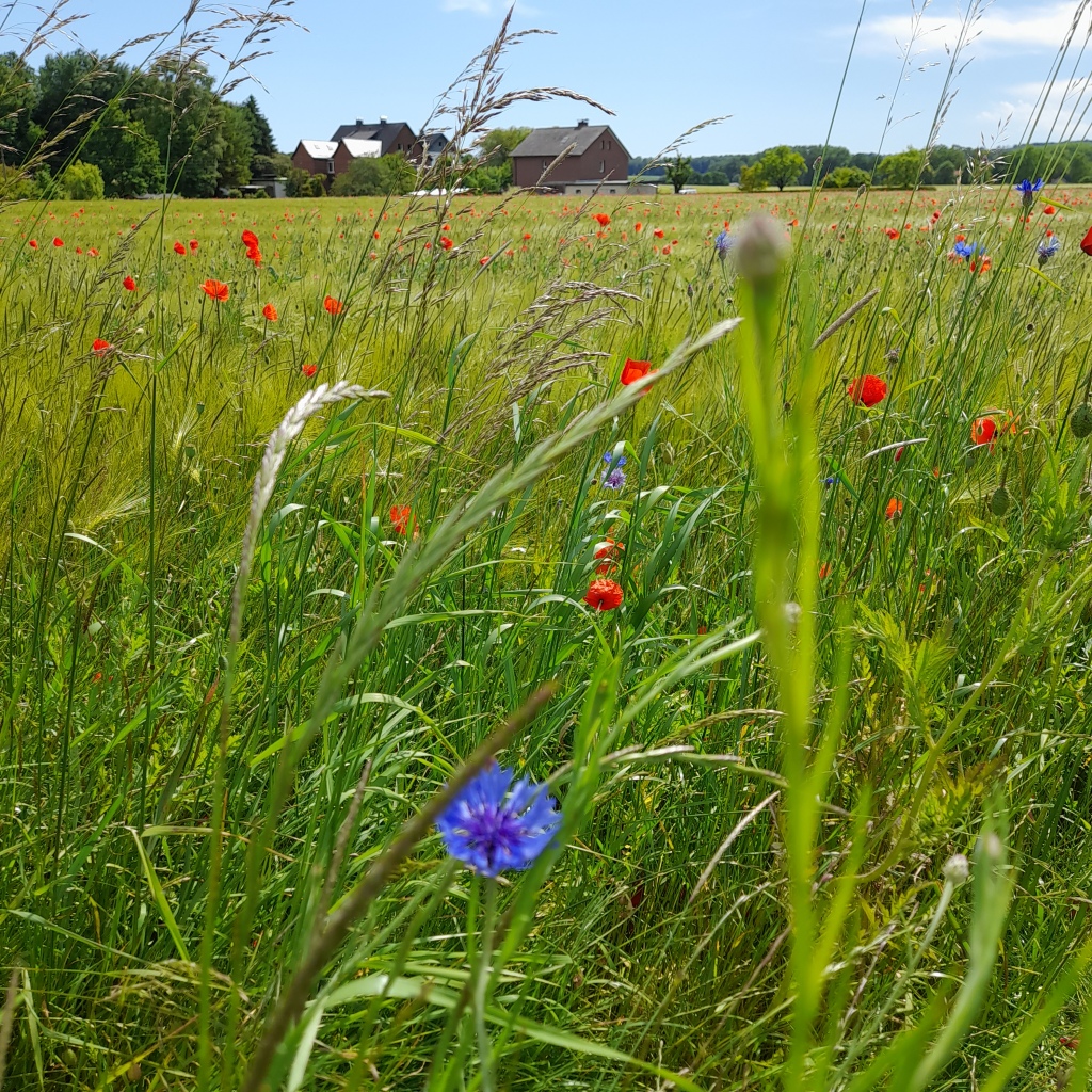 Foto mit einem Kornfeld, Mohn und Kornblumen sind wie rote und blaue Tupfen im Grün. Im Hintergrund eine Häusergruppe (ein Bauernhof) und Wald